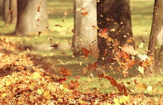 关于描写秋天季节景物的诗句