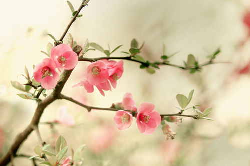 关于春天海棠的诗句