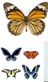 摩羯座和蝴蝶的区别 摩羯座和蝴蝶的区别在哪