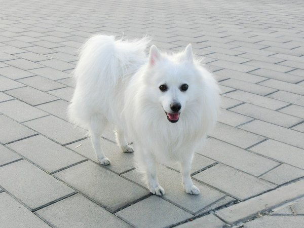 责 吉娃娃犬是世界上最小型的犬种之一 米粒分享网 Mi6fx Com