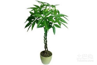 客厅摆放什么绿植好 最适合客厅摆放的十大植物