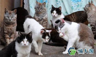 属于爱猫者的最美天堂 走进日本猫的乐园田代岛