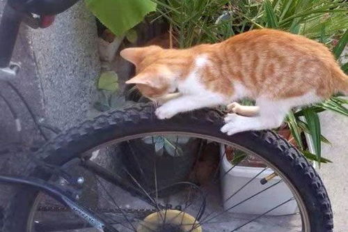 主人骑电动车出门常被猫霸座,当他改骑山地车时,没想到猫咪
