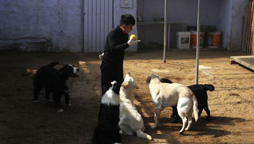 萌犬变形记 记者探访青岛宠物训犬学校,一个月让狗狗更有 教养