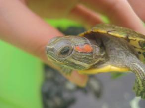 巴西龟得白眼病的症状有哪些 