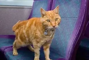 一只猫咪独自坐公交车,连续5年风雨无阻,原因竟是