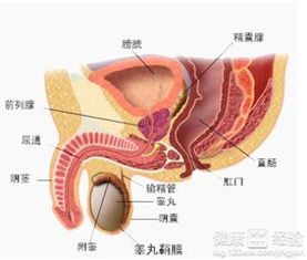 男性早泄要吃什么食物好