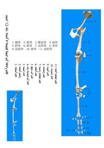 史上最全绵羊骨骼名称图解,蒙古文 汉文对照 建议收藏 