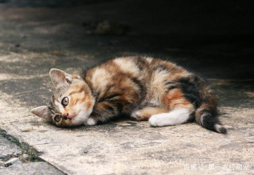 路遇小野猫 碰瓷 ,当然想要抱回家,不过该有的准备一样不能少