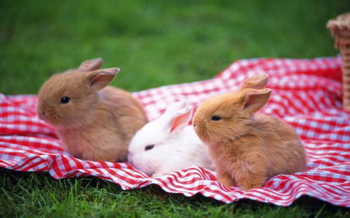 兔子繁殖很快,兔肉也别具风味,那为啥兔肉没能成为主流肉食呢