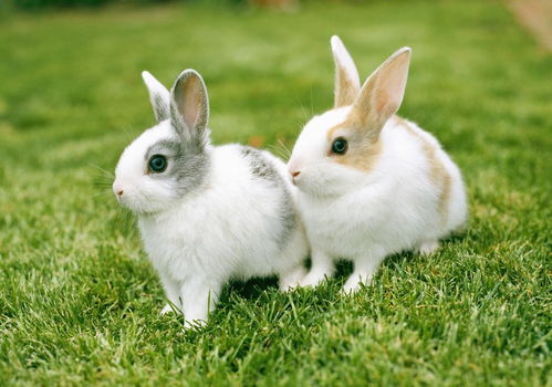 春天兔子繁殖配种季节应注意什么 