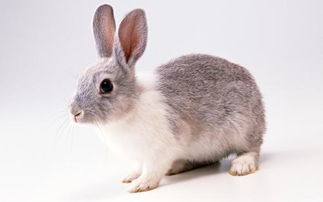 为什么兔子只吃胡萝卜不吃粮食(兔子为什么吃胡萝卜不吃白萝卜)