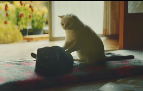日本猫咪广告,每一只内卷的小猫咪背后都一个暖心的故事