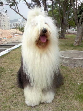 多乐士油漆广告里的狗狗是什么品种的 