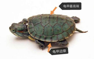 养巴西龟的水位要多高 是到图片中的最高点还是边缘 