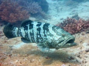 野生石斑鱼 野生石斑鱼市场价是多少,分别介绍野生石斑鱼的种类