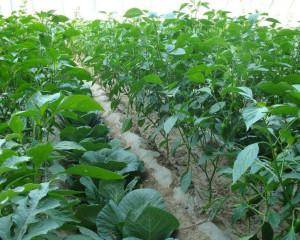 乙蒜素在农业生产中的使用方法及注意事项,茄子花期可以用乙蒜素吗
