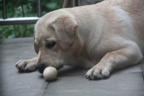 一个多月的小狗可以吃蛋黄么 