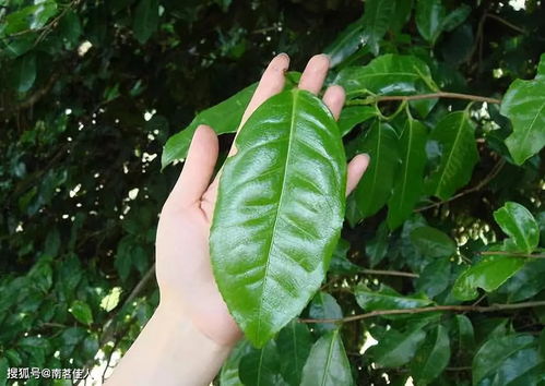 普洱茶中小叶种和大叶种有这3大区别