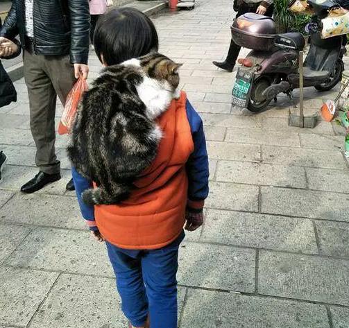 远看以为小朋友背着猫型书包,好奇上前一看,没想到书包还会动