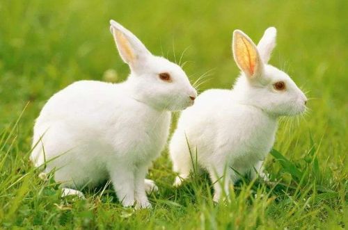 十兔有九苦 特别是1963年 兔兔兔兔兔 ,11月21号真的可怜