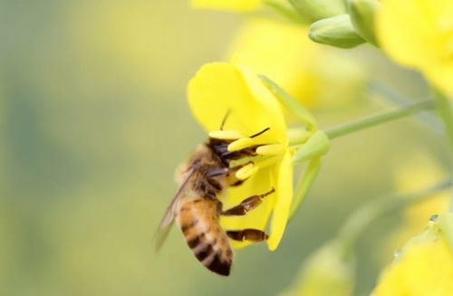 5 20世界蜜蜂日丨少儿蜜蜂科普日活动将在凤凰岛举行