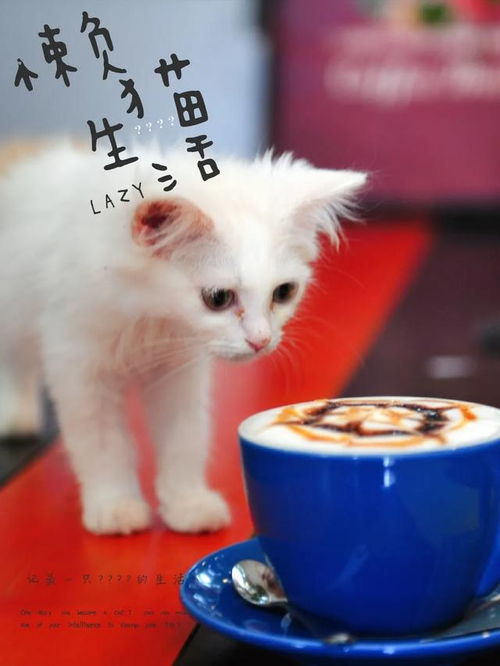 泉城济南这些猫咖满足你的所有幻想 就想问你 爱猫还是爱咖啡