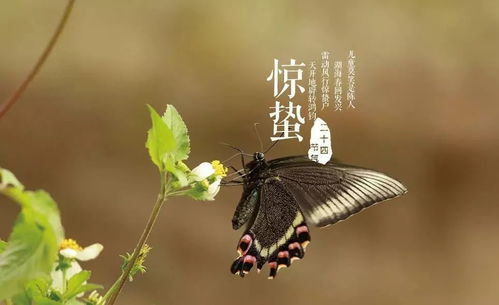 惊蛰,打雷好还是不打雷好 讲究竟然这么多 