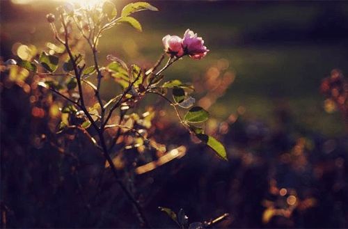 莫言 面向太阳,不问春暖花开