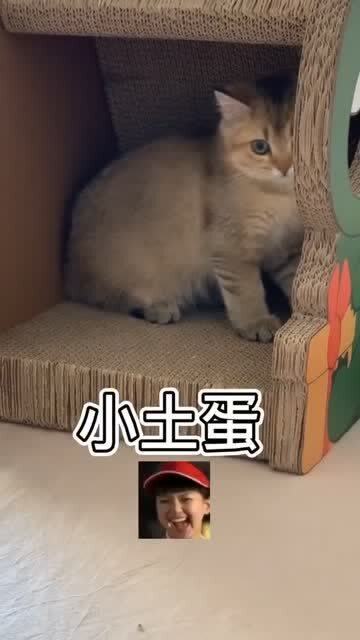 猫咪长大了,但不知道自己到底叫啥 铲屎官也很为难 