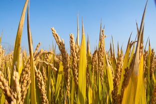 2023年水稻最低收购价 2023水稻最低保护价