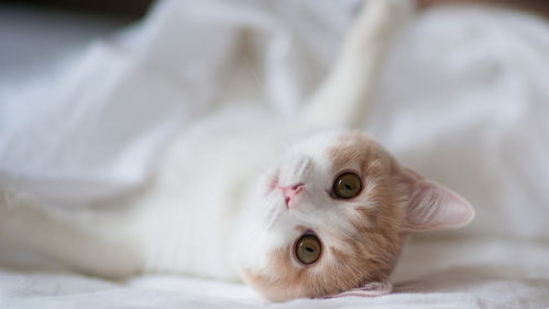 猫能喝奶粉吗 猫猫需要喝羊奶粉