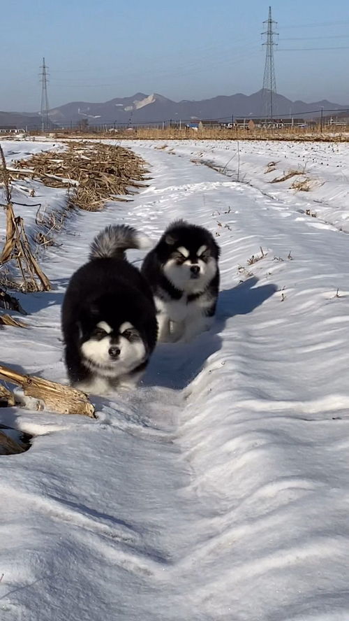 光着脚丫子在雪地里跑,你说冻脚不冻脚 