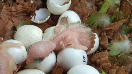 男子郊外发现鸟蛋,回家帮忙孵化之后却被吓的半死,马上放生