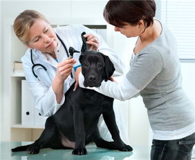 狗狗咽炎的症状和防治
