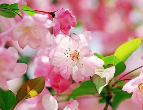 关于海棠花春天的诗句