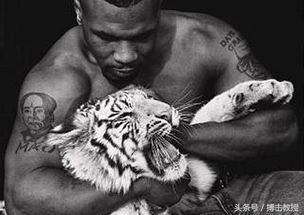 拳王泰森如何养猛兽的 他认为老虎比狮子好,结果差点被老虎吃了