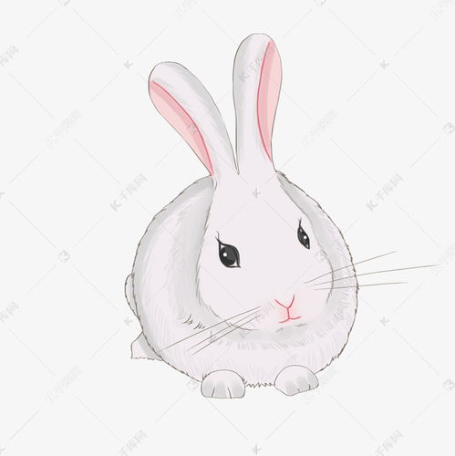 可爱白色小兔子素材图片免费下载 千库网 