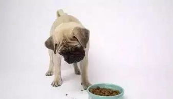 狗狗吃骨头和吃狗粮的好处与坏处大盘点 