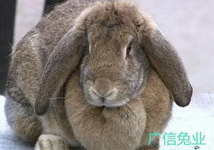 内蒙包头哪里有养殖兔子的 种兔养殖成本 