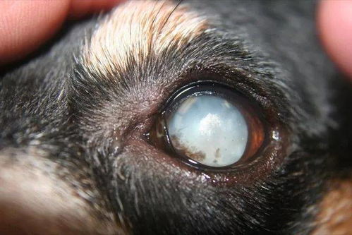 狗狗有眼屎小心是失明征兆
