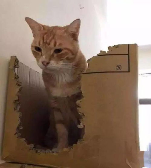 主人给猫买了猫窝它不要,非要纸箱,结果