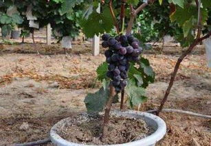 葡萄种植 品种 价格 土流网 