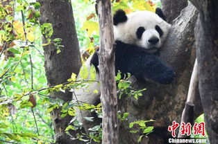 中国大熊猫个体识别技术迎新突破 实现 熊脸识别