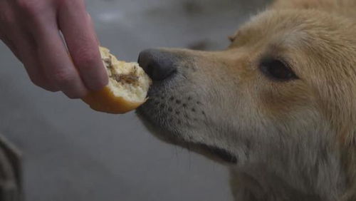 狗狗可以吃面包吗 什么样的面包种类适合它们 这又有怎样的影响