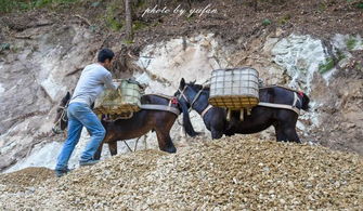 武汉木兰天池赶骡人,一道流动的风景线 