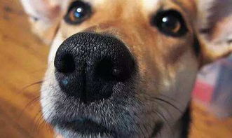狗狗鼻子会褪色 其实都是这些原因造成的,补充元素很重要