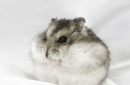 身材最小的宠物仓鼠,从小到大都那么可爱,看过的人都喜欢上它