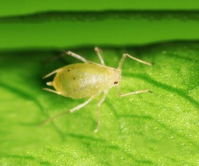 长寿花长了蚜虫，不想用农药，日常用的方法有什么？