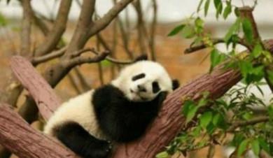 全球首例被 退货 回国的大熊猫,知道原因的我忍不住笑了